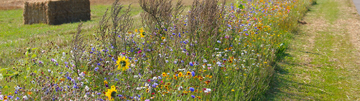 Meadow with wild flowers and hay bales