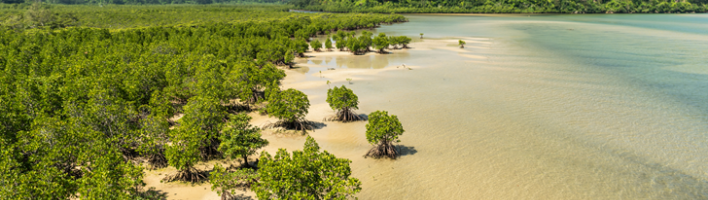 Mangrove forest at Urauchi river representing a blurred line between land and sea