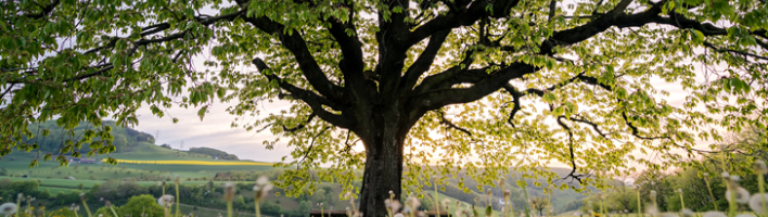 Tree in field of flowers