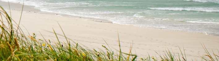 Wildflowers on a beach