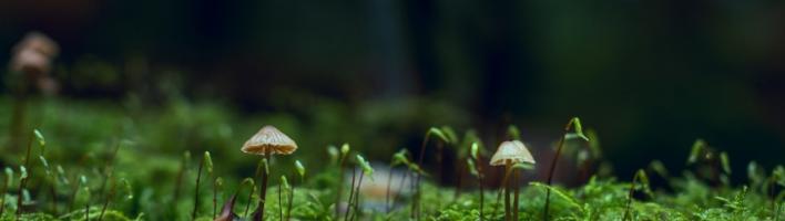 Sprouting mushrooms