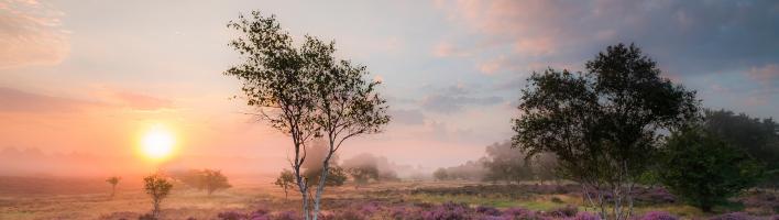 Heathland at sunrise