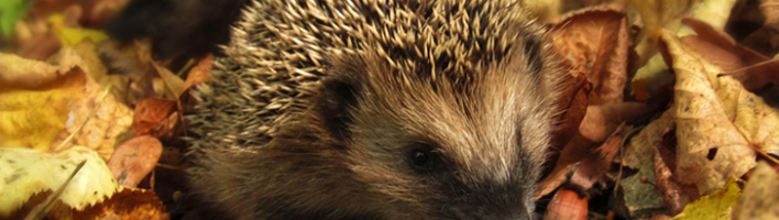 happy hedgehog in restored habitat