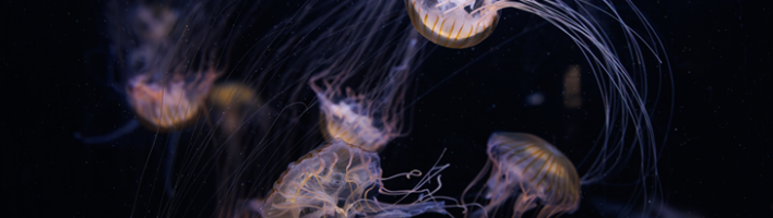 Jellyfish in dark water