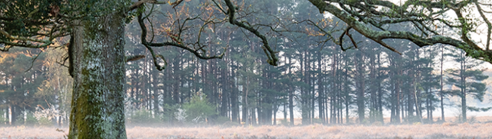 A photo of a misty field with a large tree overhanging the grass in the foreground