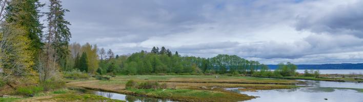 View of green forested wetlands on a cloudy day.