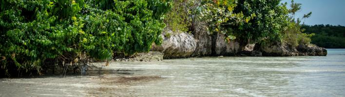 Coastal mangrove forest 