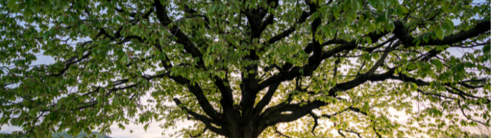 Photograph of large tree in field with spring wildflowers
