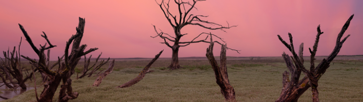 Marsh with leafless trees
