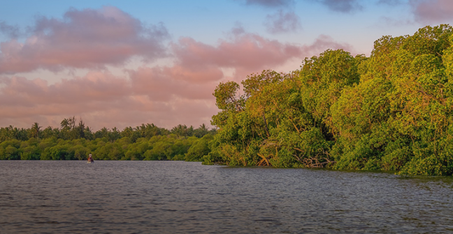 Photograph of coastal mangroves at sunset with pink clouds