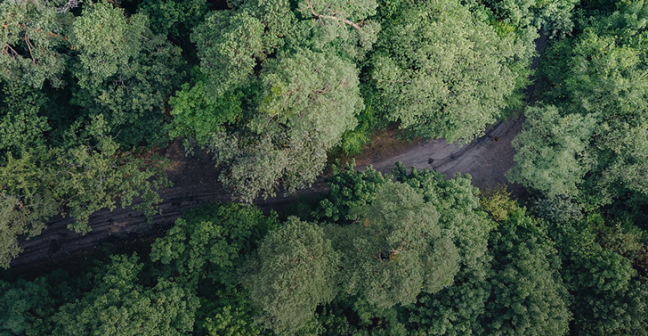 Photo of forest from above with road going through