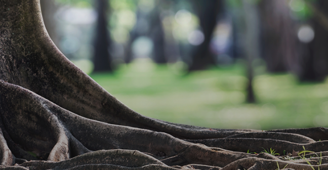Photograph of tree roots