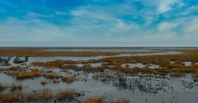 Photo of wetland