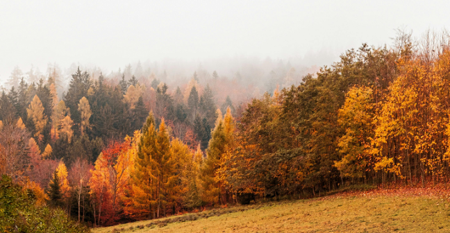 autumn woodlands