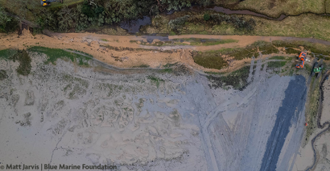 Aerial view of the saltmarsh restoration trial site