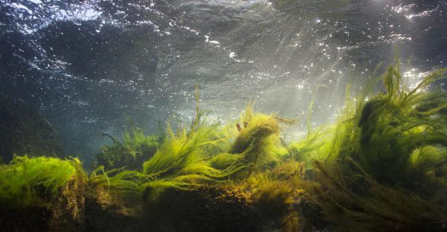 Algae and weeds growing in a riverbed