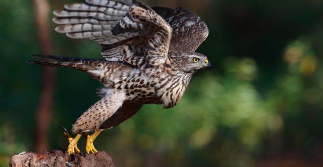 Photograph of goshawk about to take off from a tree stump