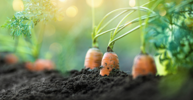 Close up of carrots growing in soil