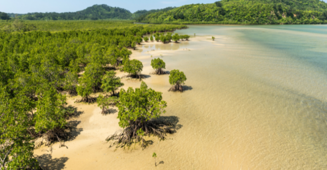 Aerial view of mangrove forest flanked by the sea