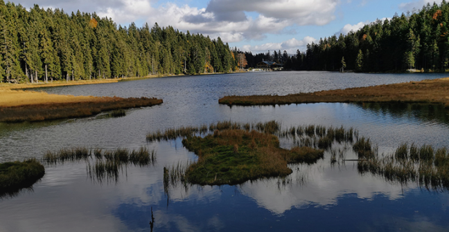 Image of trees and a lake