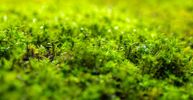 Green moss growing