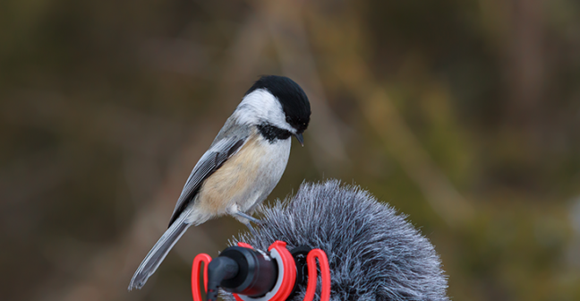 small bird sitting on microphone outdoors
