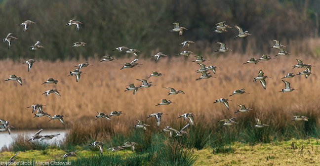 A flock of birds flying over a wetland