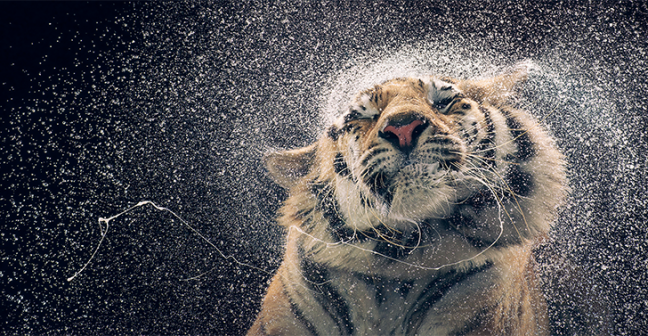 Picture of a tiger shaking water out of its fur. 