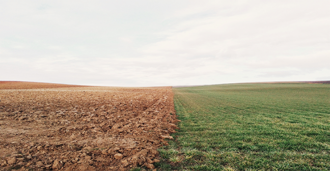 Photo of land, half is muddy soil, half is fresh healthy grass. 