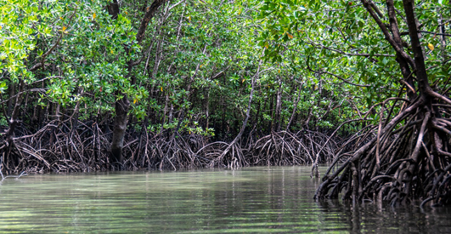 Image of mangroves
