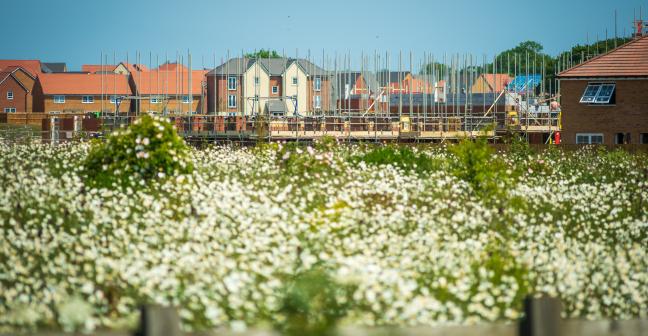 A new build housing estate under construction, with a wildflower meadow in the foreground
