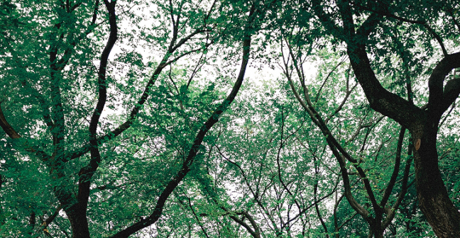 canopy of trees