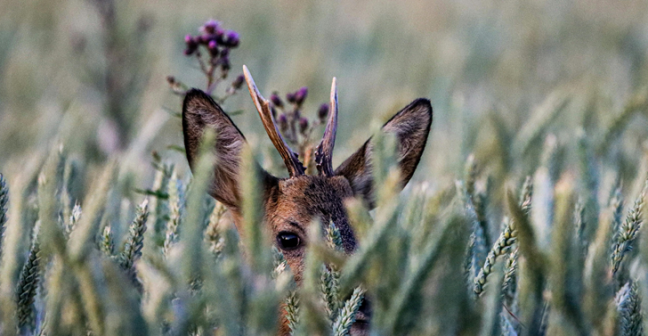 deer in grass