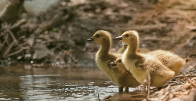 ducklings looking optimistic about the future