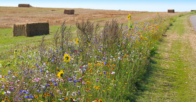 Meadow with wild flowers and hay bales