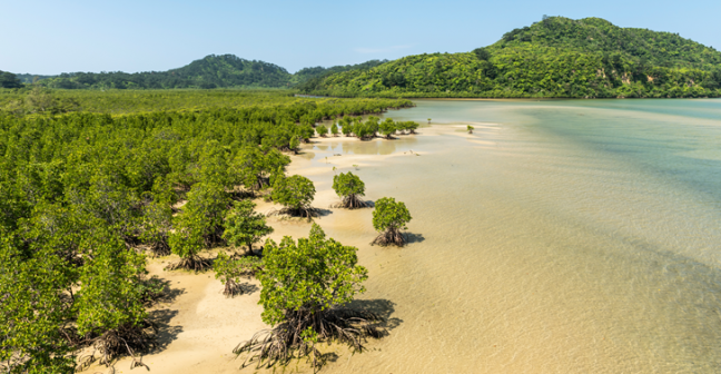 Mangrove forest at Urauchi river representing a blurred line between land and sea