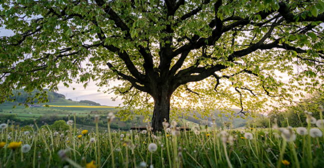 Tree in field of flowers