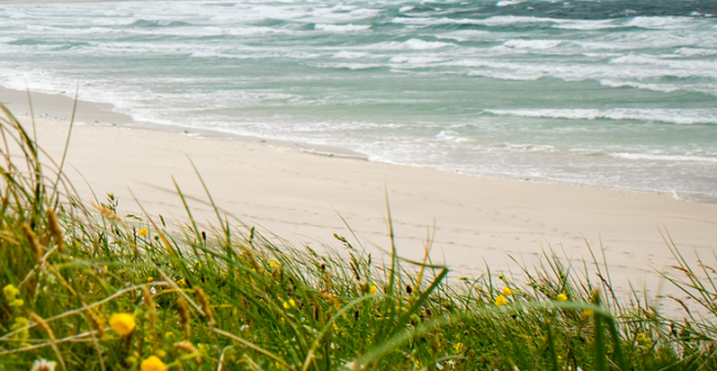 Wildflowers on a beach