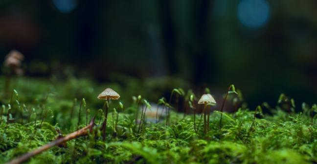 Sprouting mushrooms
