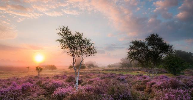 Heathland at sunrise