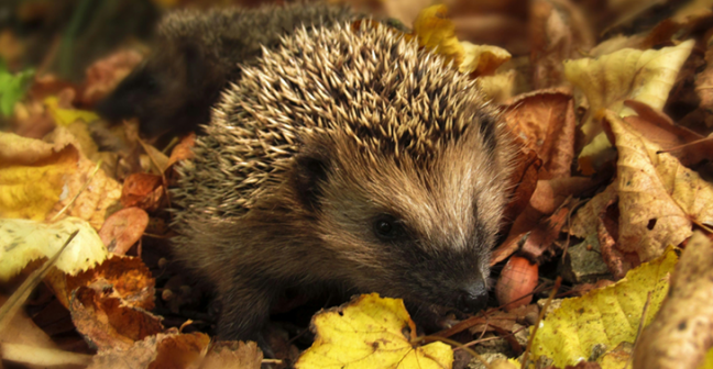 happy hedgehog in restored habitat