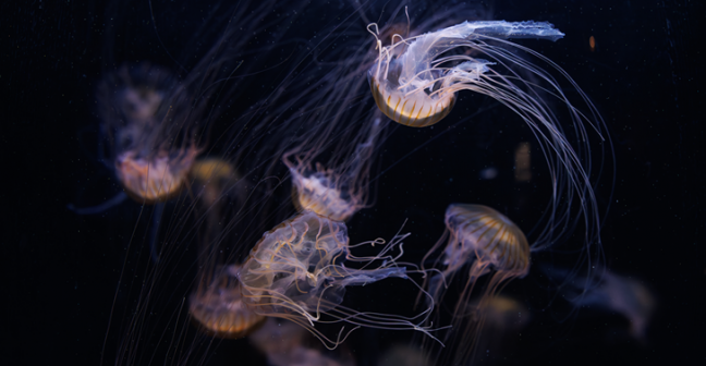 Jellyfish in dark water