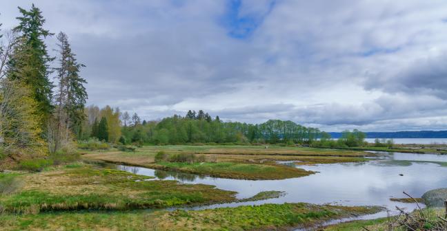 View of green forested wetlands on a cloudy day.