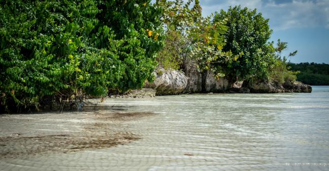 Coastal mangrove forest 
