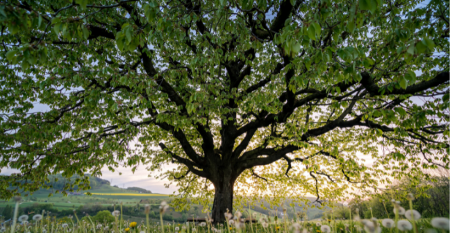 Photograph of large tree in field with spring wildflowers
