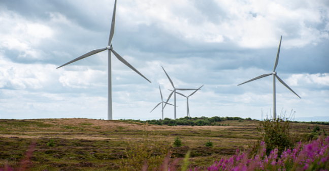 Three wind turbines in a field with pink flowers