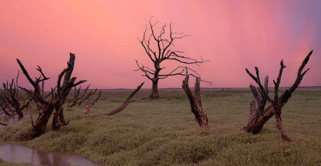 Marsh with leafless trees
