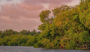 Photograph of coastal mangroves at sunset with pink clouds