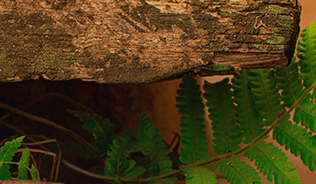 A tree stump with a fern growing out of it.