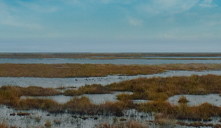 Photo of wetland